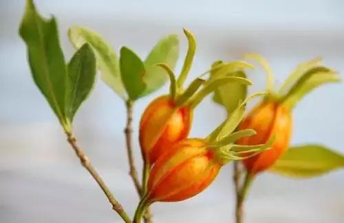 这70种邵阳野货，吃过30种的才算正宗邵阳人！