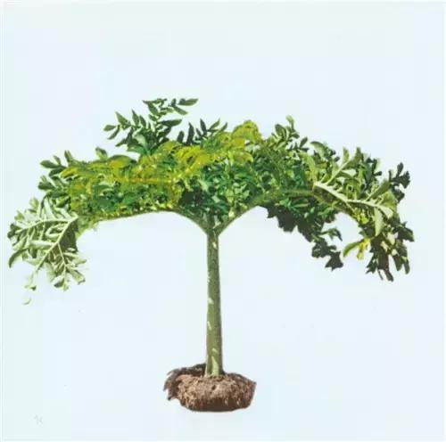 这70种邵阳野货，吃过30种的才算正宗邵阳人！