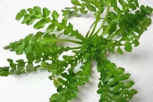 这70种邵阳野货，吃过30种的才算正宗邵阳人！