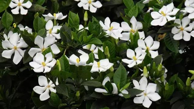 这70种邵阳野货，吃过30种的才算正宗邵阳人！