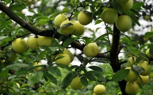这70种邵阳野货，吃过30种的才算正宗邵阳人！