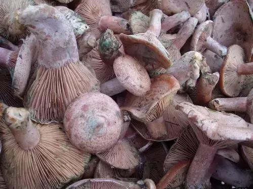 这70种邵阳野货，吃过30种的才算正宗邵阳人！
