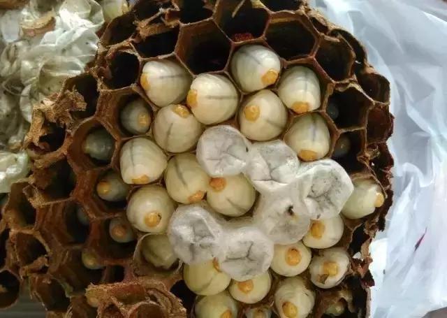 这70种邵阳野货，吃过30种的才算正宗邵阳人！