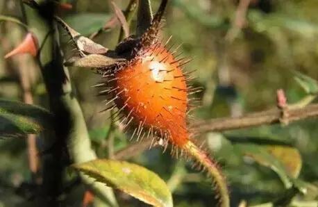 这70种邵阳野货，吃过30种的才算正宗邵阳人！