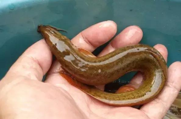 这70种邵阳野货，吃过30种的才算正宗邵阳人！
