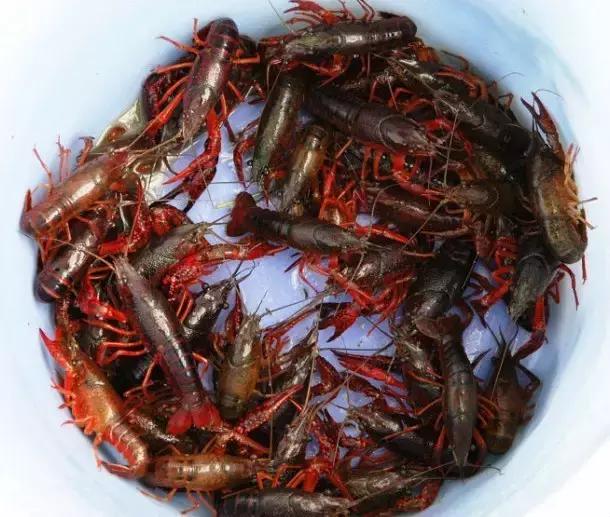 这70种邵阳野货，吃过30种的才算正宗邵阳人！