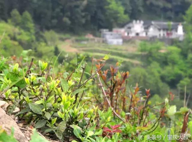 隆回有一座神山，景色如仙境，禅茶满山香，你知道在哪吗？