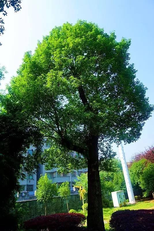 都市风情与古典文明结晶——武冈王城公园国庆掠影