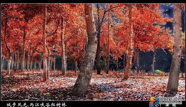 一入秋，邵阳这些地方就美成了人间仙境！
