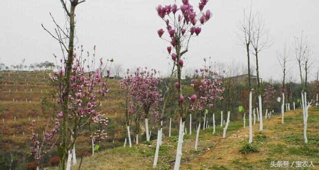 奇美邵阳之东方新绿洲北塔生态园