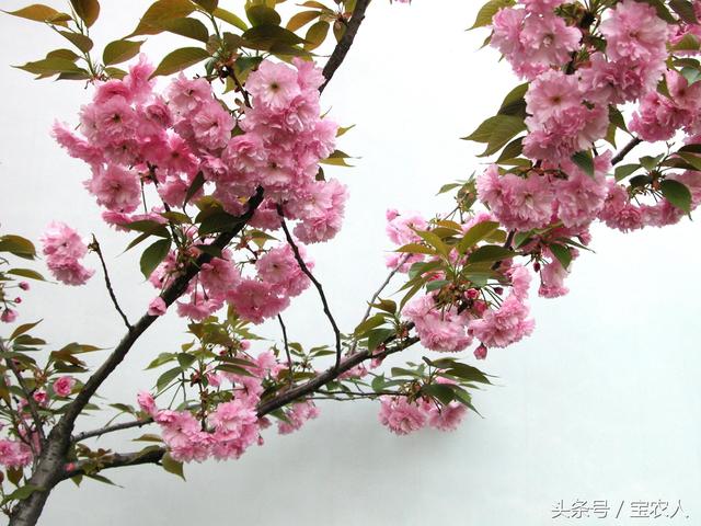 奇美邵阳之东方新绿洲北塔生态园