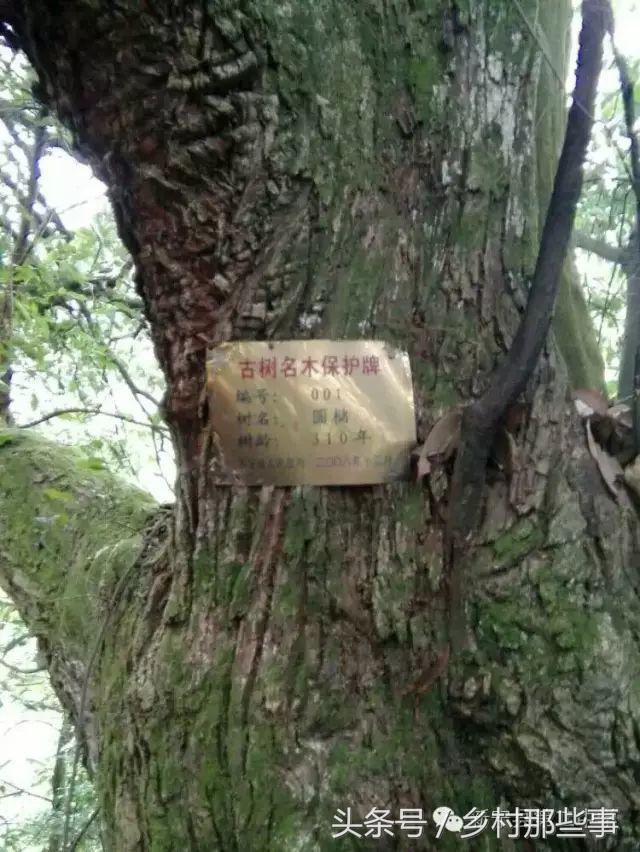 新宁县原始森林九龙庵的传说