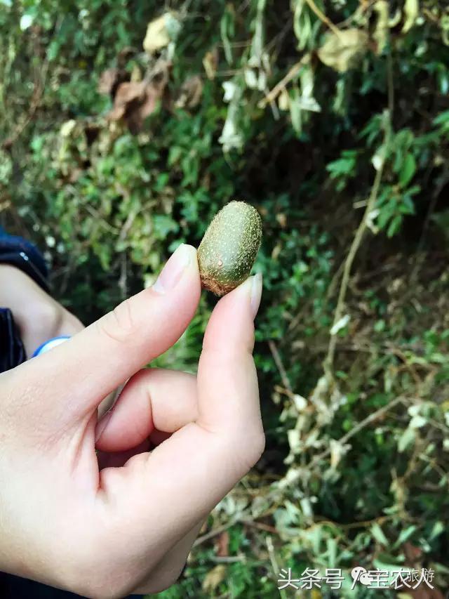 奇美邵阳之绥宁乡间，金秋醉美