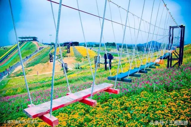 邵阳有个2千亩花海，号称“花玩国”，胜过迪世乐园
