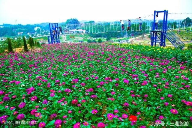 邵阳有个2千亩花海，号称“花玩国”，胜过迪世乐园