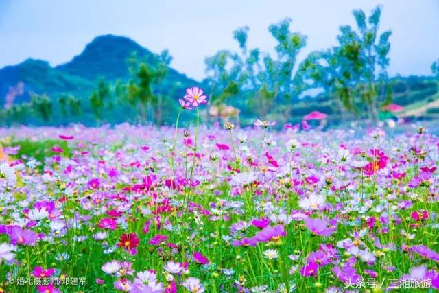 邵阳有个2千亩花海，号称“花玩国”，胜过迪世乐园