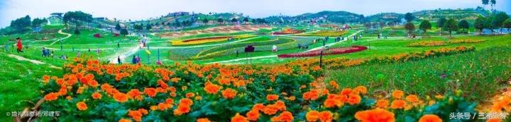 邵阳有个2千亩花海，号称“花玩国”，胜过迪世乐园