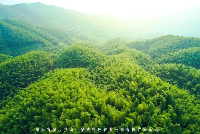 舌尖美味：苗乡城步一年四季竹笋飘香