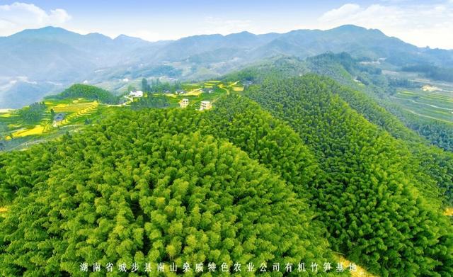 舌尖美味：苗乡城步一年四季竹笋飘香