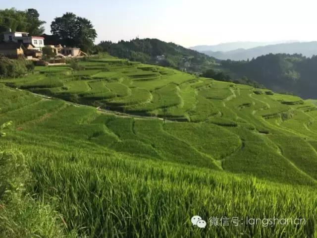 梯田--故乡原风景！