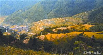 如黄金一般的梯田，城步上排村