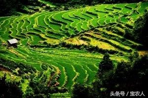 如黄金一般的梯田，城步上排村