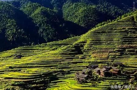 如黄金一般的梯田，城步上排村