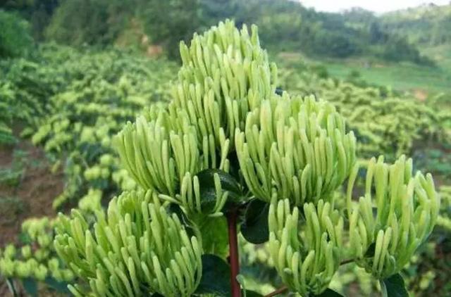 隆回金银花第一人