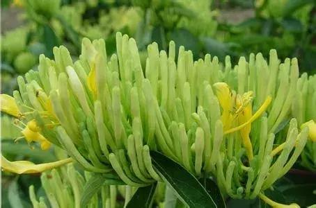 隆回金银花第一人