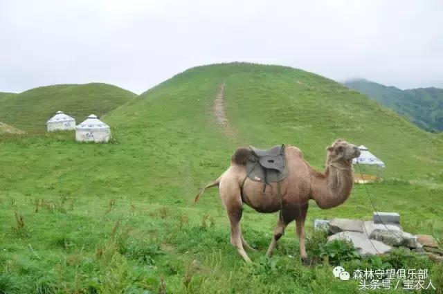邵阳那么美，一起去看看——城步南山牧场