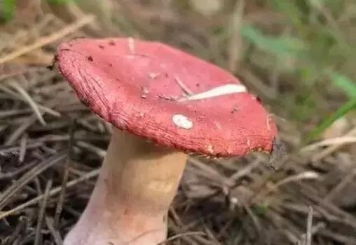 丝毛菌——让许多邵阳人流口水的美食