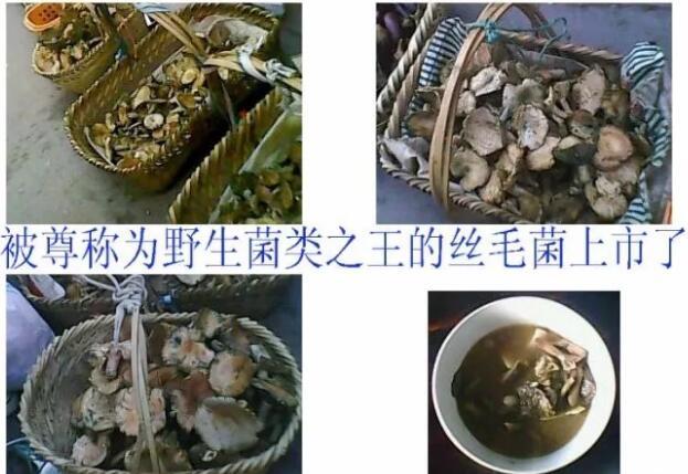 丝毛菌——让许多邵阳人流口水的美食