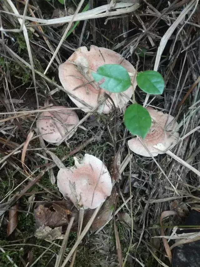 丝毛菌——让许多邵阳人流口水的美食