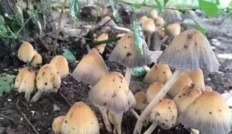 丝毛菌——让许多邵阳人流口水的美食