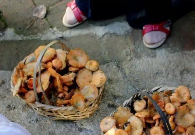 丝毛菌——让许多邵阳人流口水的美食