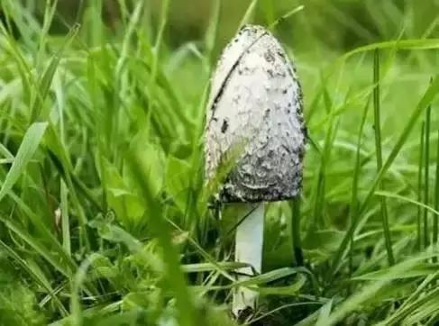 丝毛菌——让许多邵阳人流口水的美食