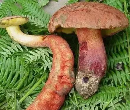 丝毛菌——让许多邵阳人流口水的美食