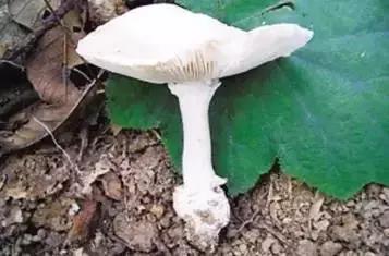 丝毛菌——让许多邵阳人流口水的美食