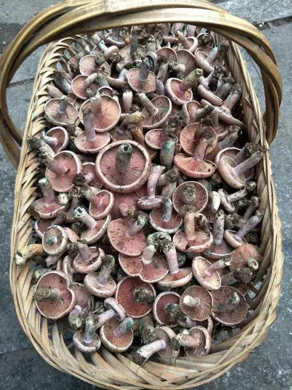 丝毛菌——让许多邵阳人流口水的美食
