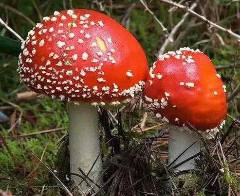 丝毛菌——让许多邵阳人流口水的美食