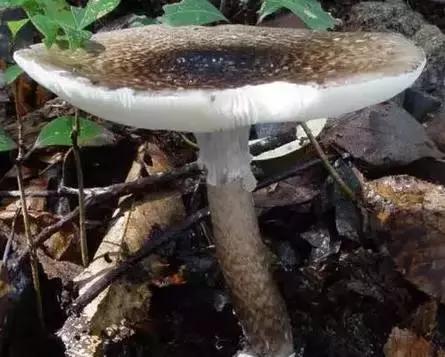 丝毛菌——让许多邵阳人流口水的美食