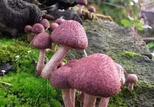 丝毛菌——让许多邵阳人流口水的美食
