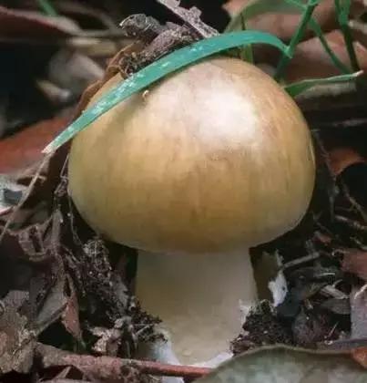 丝毛菌——让许多邵阳人流口水的美食