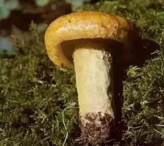 丝毛菌——让许多邵阳人流口水的美食