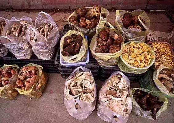 丝毛菌——让许多邵阳人流口水的美食