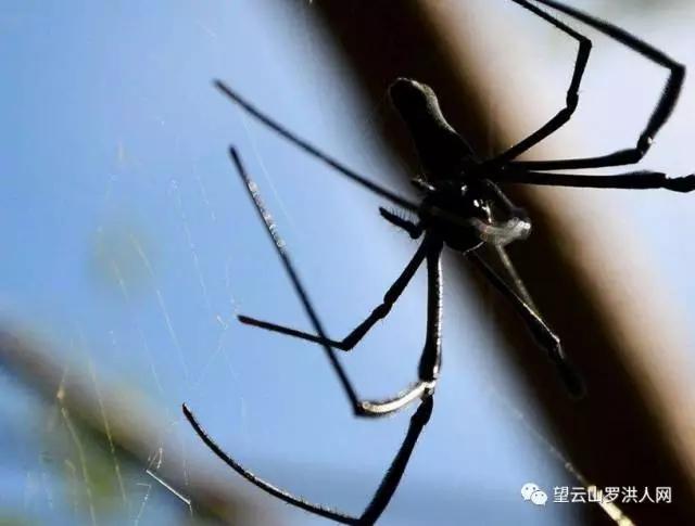 有多少人曾吃过隆回这道“菜”，一般人下不了口