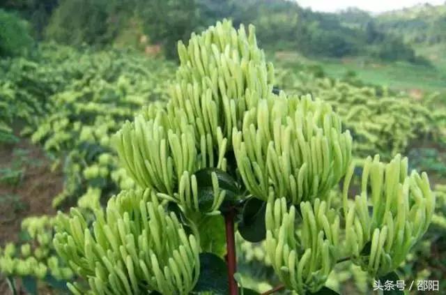 邵阳这3个县的特色产业将获重点支持，来看有你家乡吗？