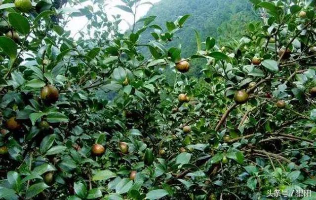 邵阳这3个县的特色产业将获重点支持，来看有你家乡吗？