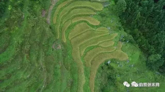 温柔是故乡｜从500米高空看毛坳、石塘、严胜、幸福的绝美梯田
