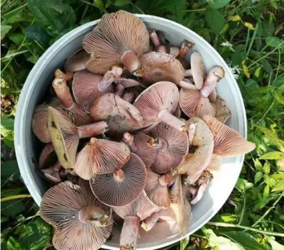 约吗？在武冈的小伙伴们，一起上山找美食